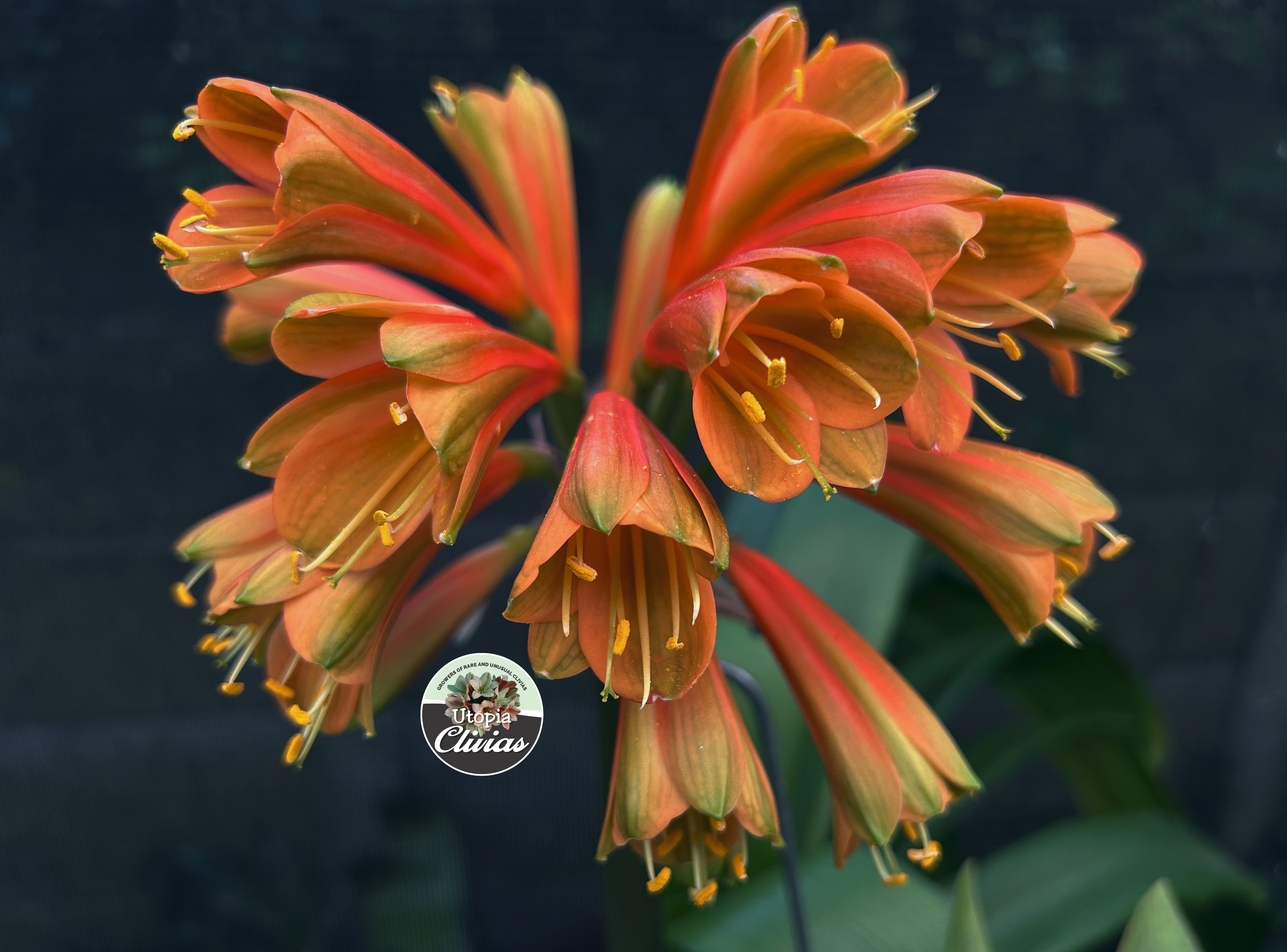 スリビア  ろぜった Utopia Clivias